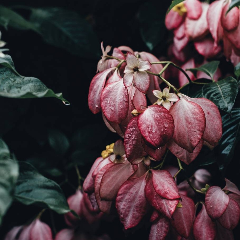 Meet your Posher, Artémis